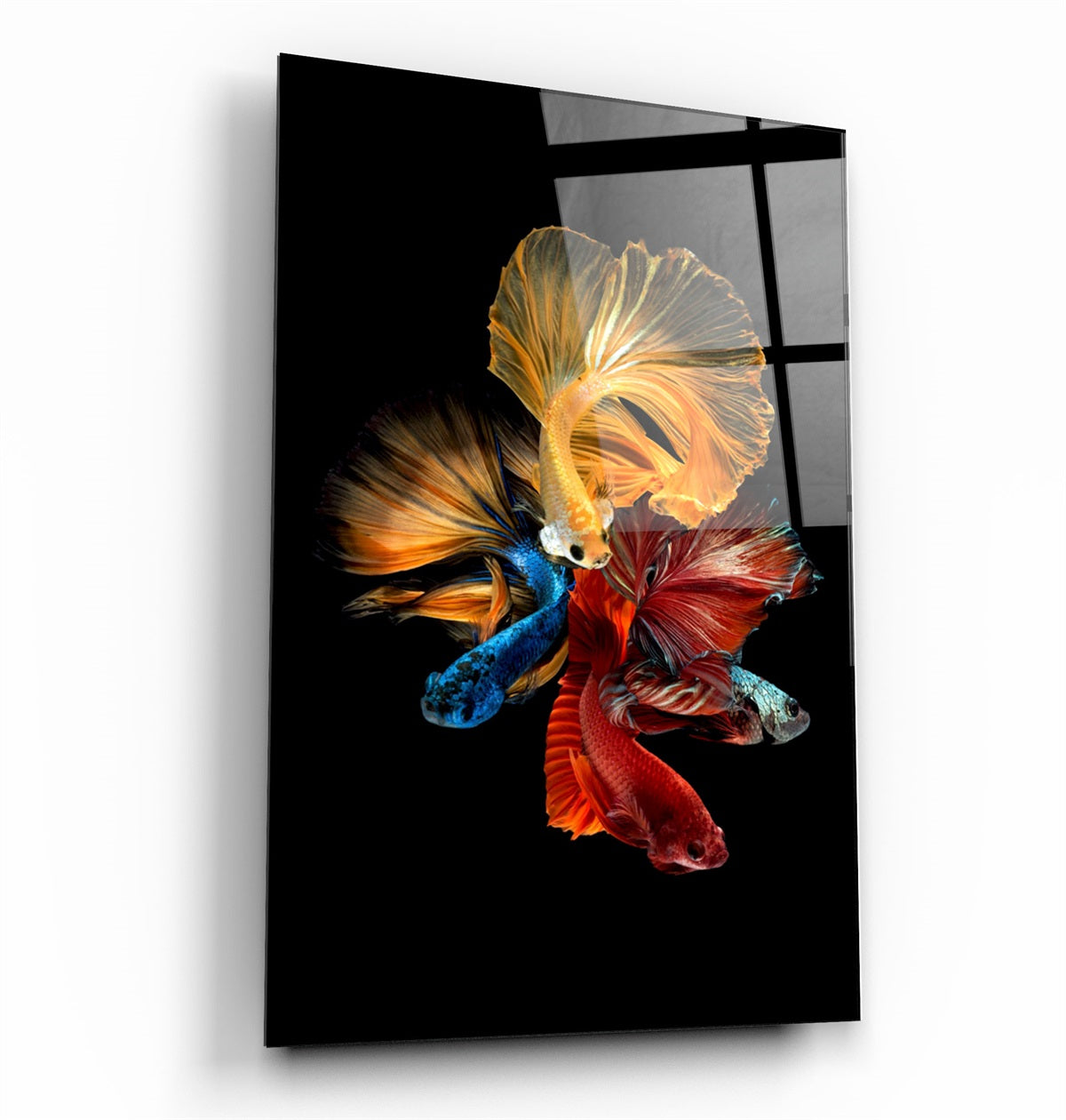 ・"Betta Fish V2"・Glass Wall Art | Artdesigna Glass Printing Wall Arts.