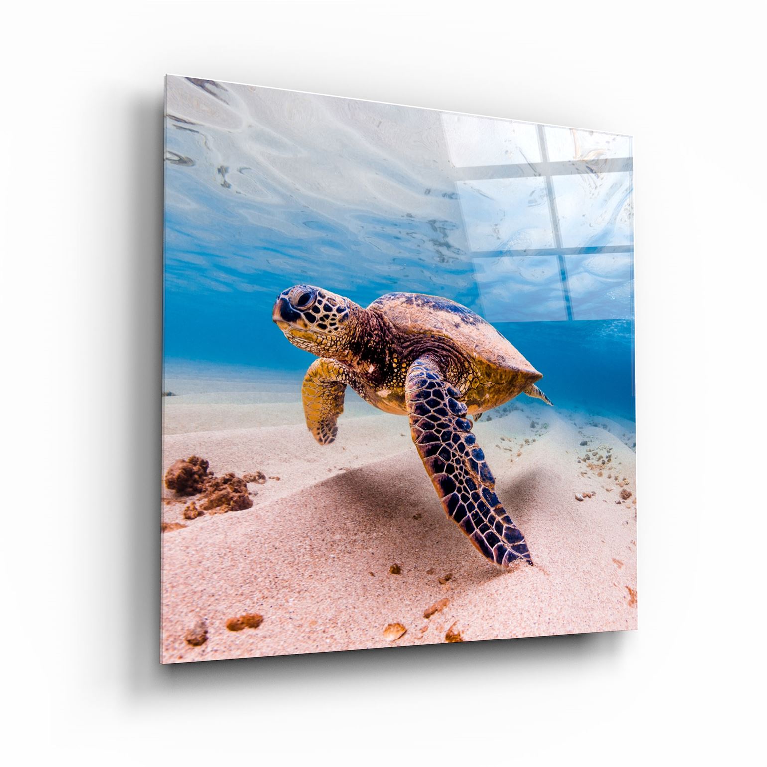 ・"Sea Turtle"・Glass Wall Art | Artdesigna Glass Printing Wall Arts.