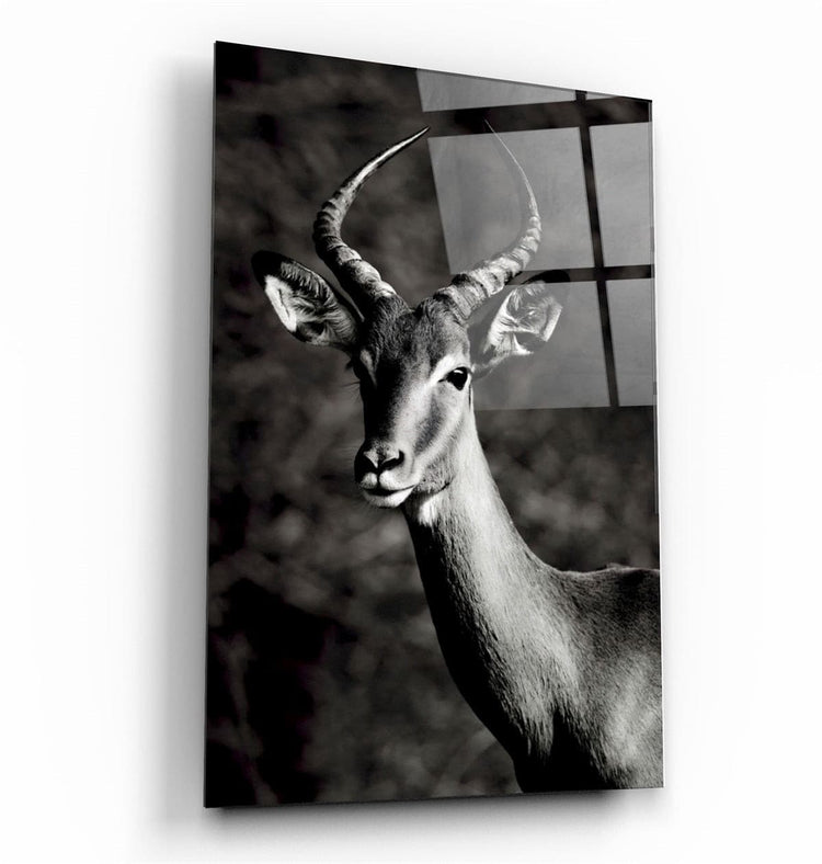 ・"Antilope Black and White"・Glass Wall Art | Artdesigna Glass Printing Wall Arts.