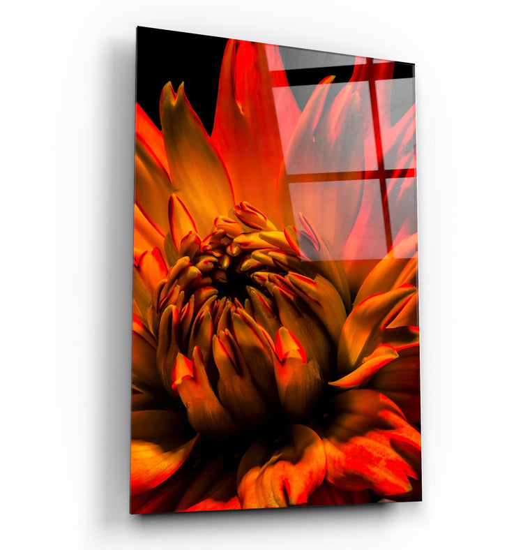 ・"Orange Daisy"・Glass Wall Art | Artdesigna Glass Printing Wall Arts.