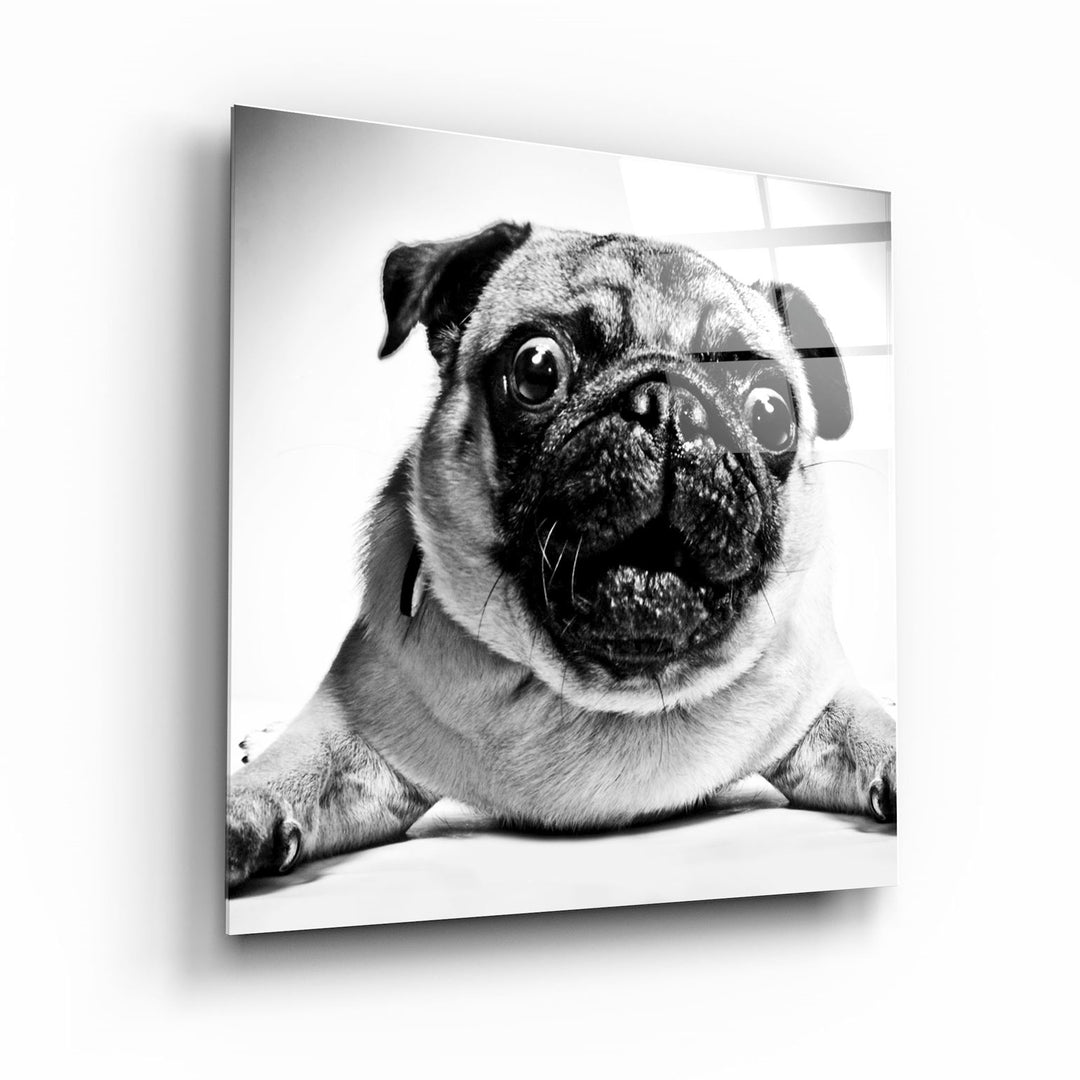 ・"Pug"・Glass Wall Art | Artdesigna Glass Printing Wall Arts.