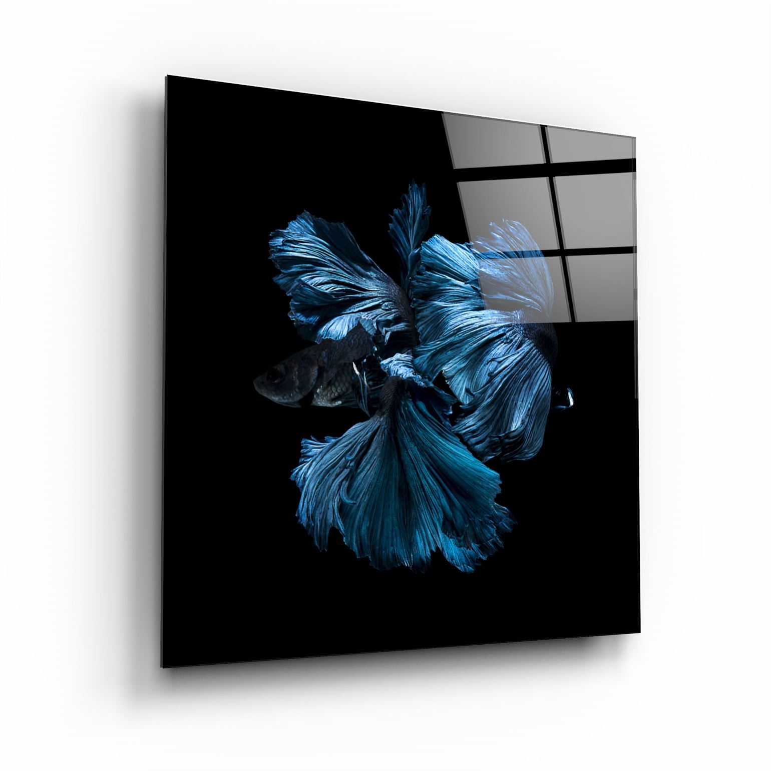 ・"Betta Fish"・Glass Wall Art | Artdesigna Glass Printing Wall Arts.