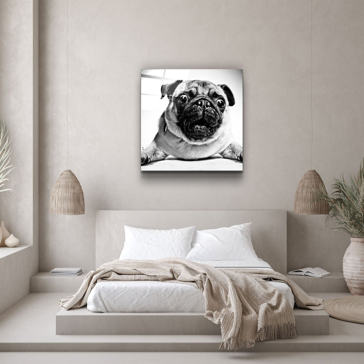 ・"Pug"・Glass Wall Art | Artdesigna Glass Printing Wall Arts.