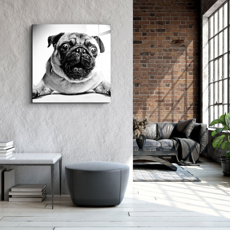 ・"Pug"・Glass Wall Art | Artdesigna Glass Printing Wall Arts.