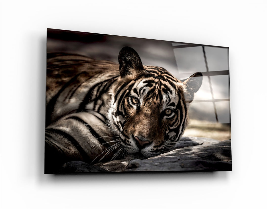 ・"Tired Tiger"・Glass Wall Art | Artdesigna Glass Printing Wall Arts.