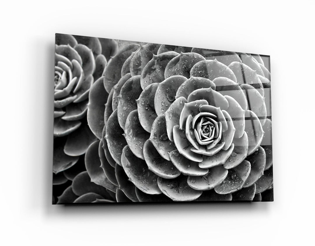 ・"Raindrops On Echeveria"・Glass Wall Art | Artdesigna Glass Printing Wall Arts.