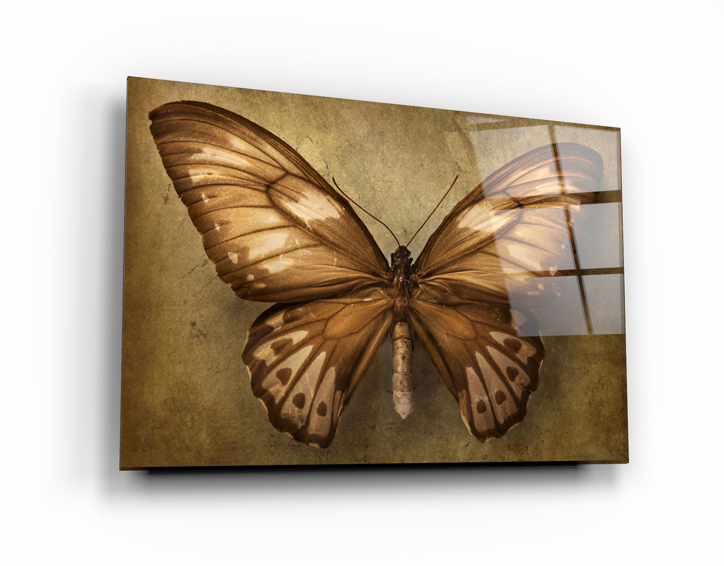 ・"Vintage Butterfly"・Glass Wall Art | Artdesigna Glass Printing Wall Arts.