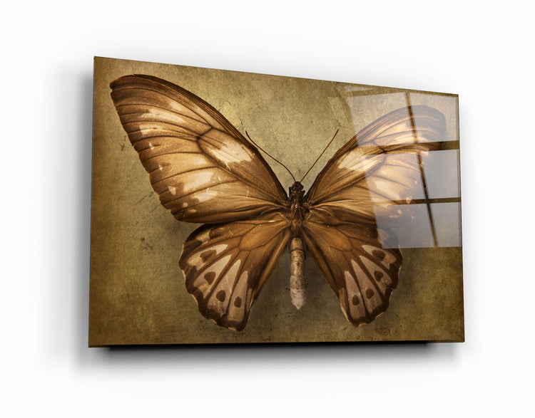 ・"Vintage Butterfly"・Glass Wall Art | Artdesigna Glass Printing Wall Arts.