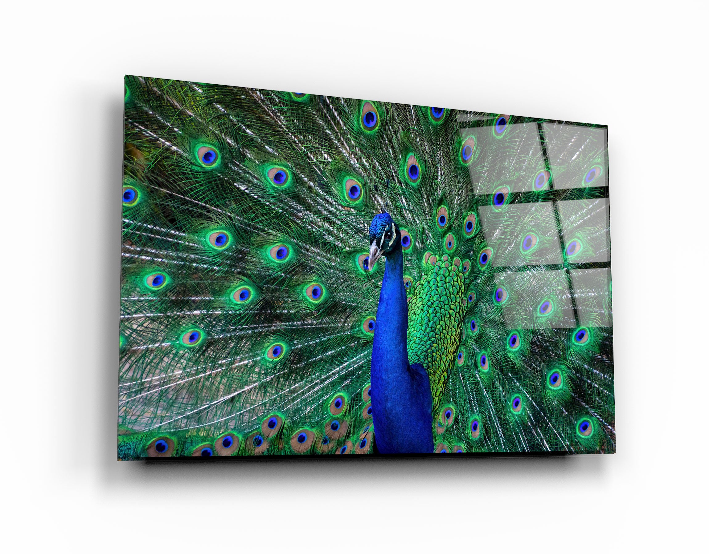 ・"The Peacock"・Glass Wall Art | Artdesigna Glass Printing Wall Arts.