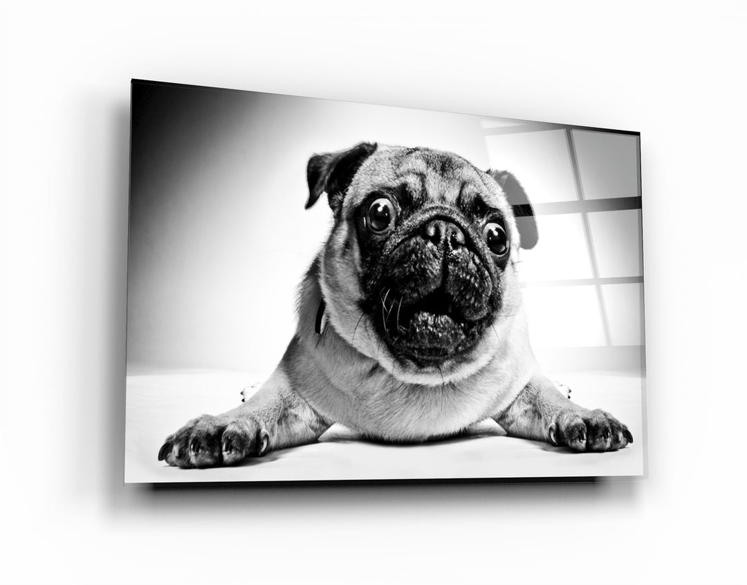 ・"Pug"・Glass Wall Art | Artdesigna Glass Printing Wall Arts.