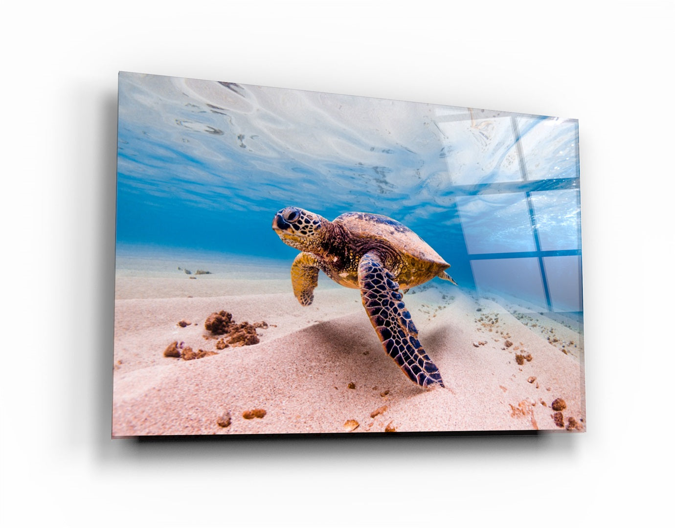 ・"Sea Turtle"・Glass Wall Art | Artdesigna Glass Printing Wall Arts.