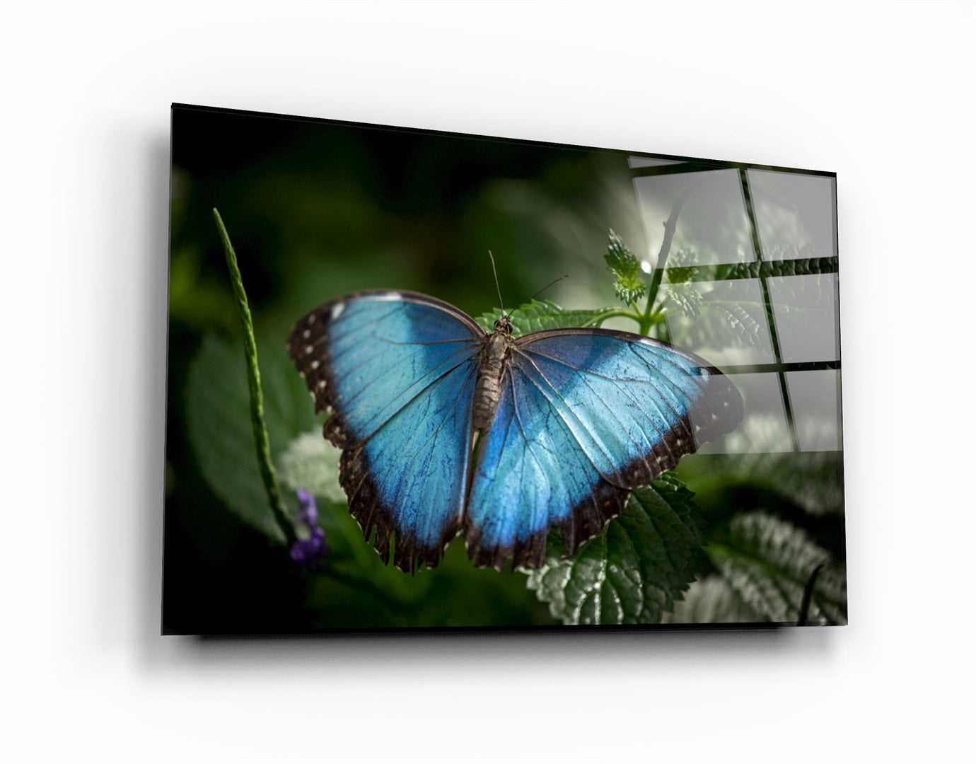 ・"Butterfly Bluewing"・Glass Wall Art | Artdesigna Glass Printing Wall Arts.