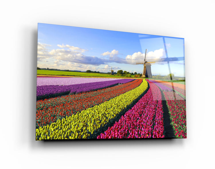 ・"Tulips Of Amsterdam"・Glass Wall Art | Artdesigna Glass Printing Wall Arts.