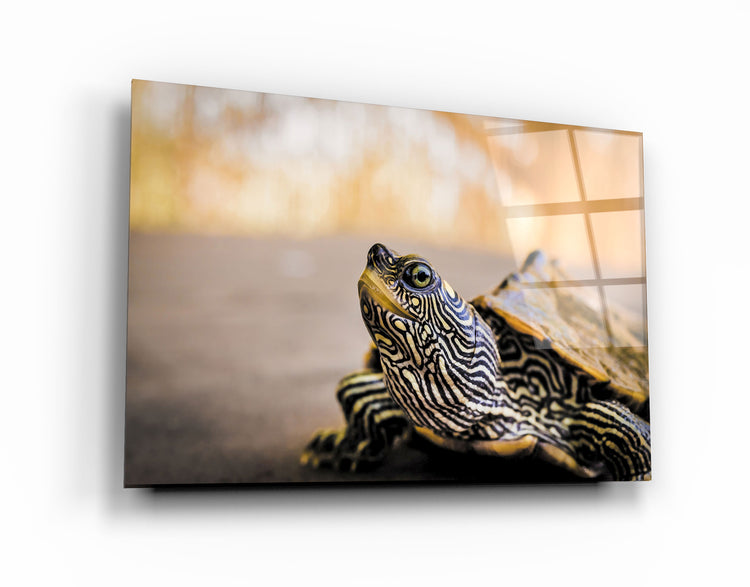 ・"Striped Turtle"・Glass Wall Art | Artdesigna Glass Printing Wall Arts.